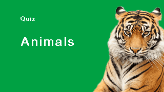 animals