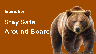 bears